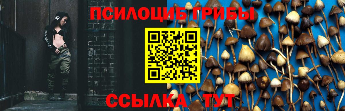 Галлюциногенные грибы Psilocybine cubensis Ликино-Дулёво